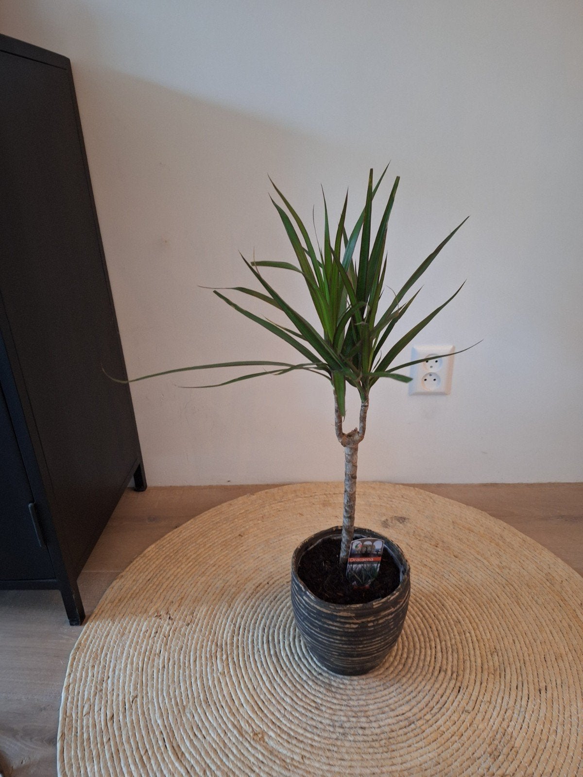 Dracena Margirnata in pot, Ophalen, In pot