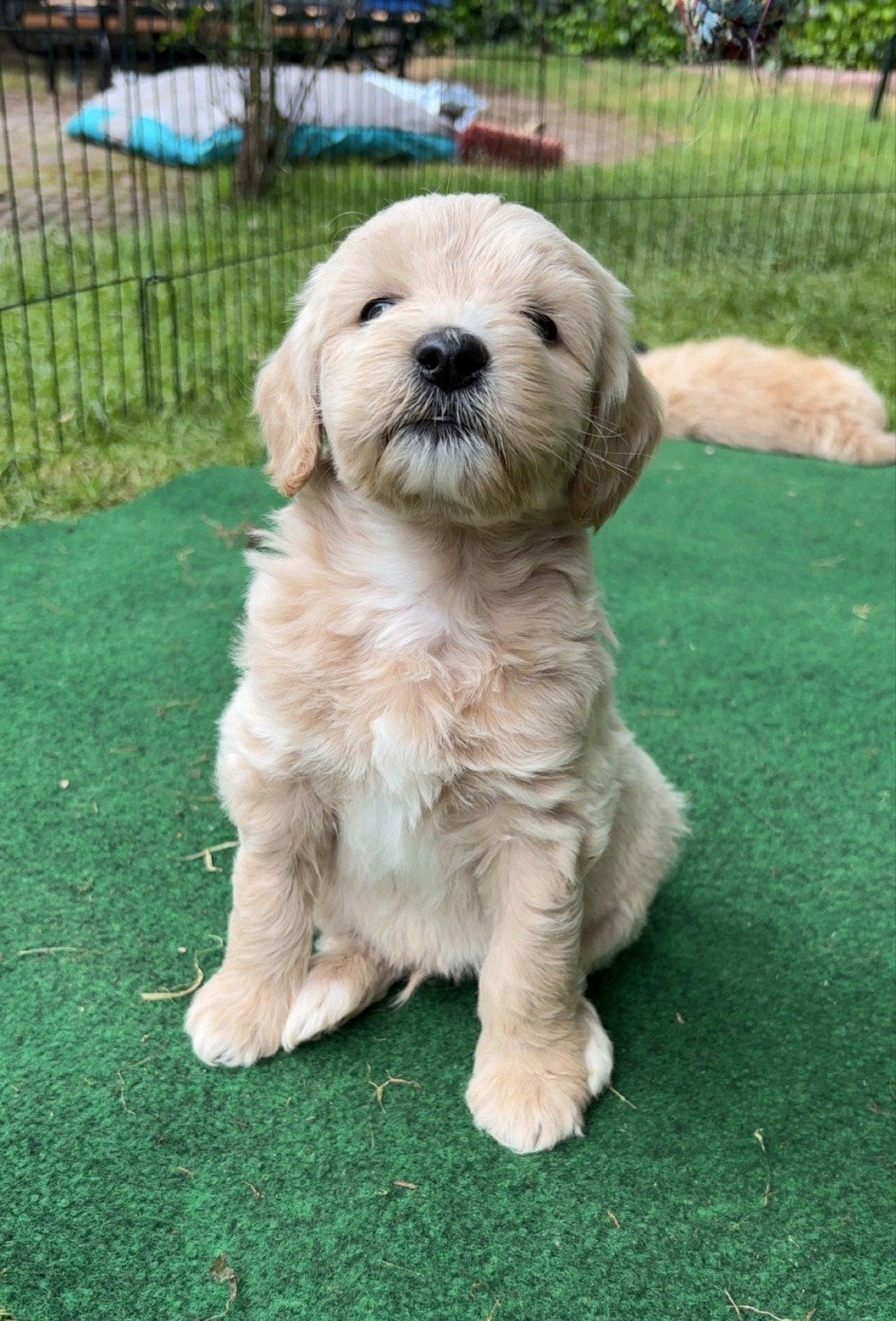 Golden Doodle Pups - Medium, 8 tot 15 weken, Parvo, Meerdere, Meerdere dieren