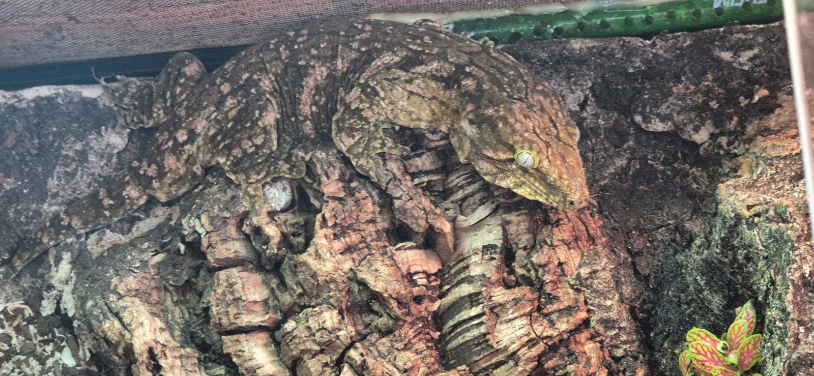Rhacodactylus leachianus gecko, Dieren en Toebehoren, 0 tot 2 jaar