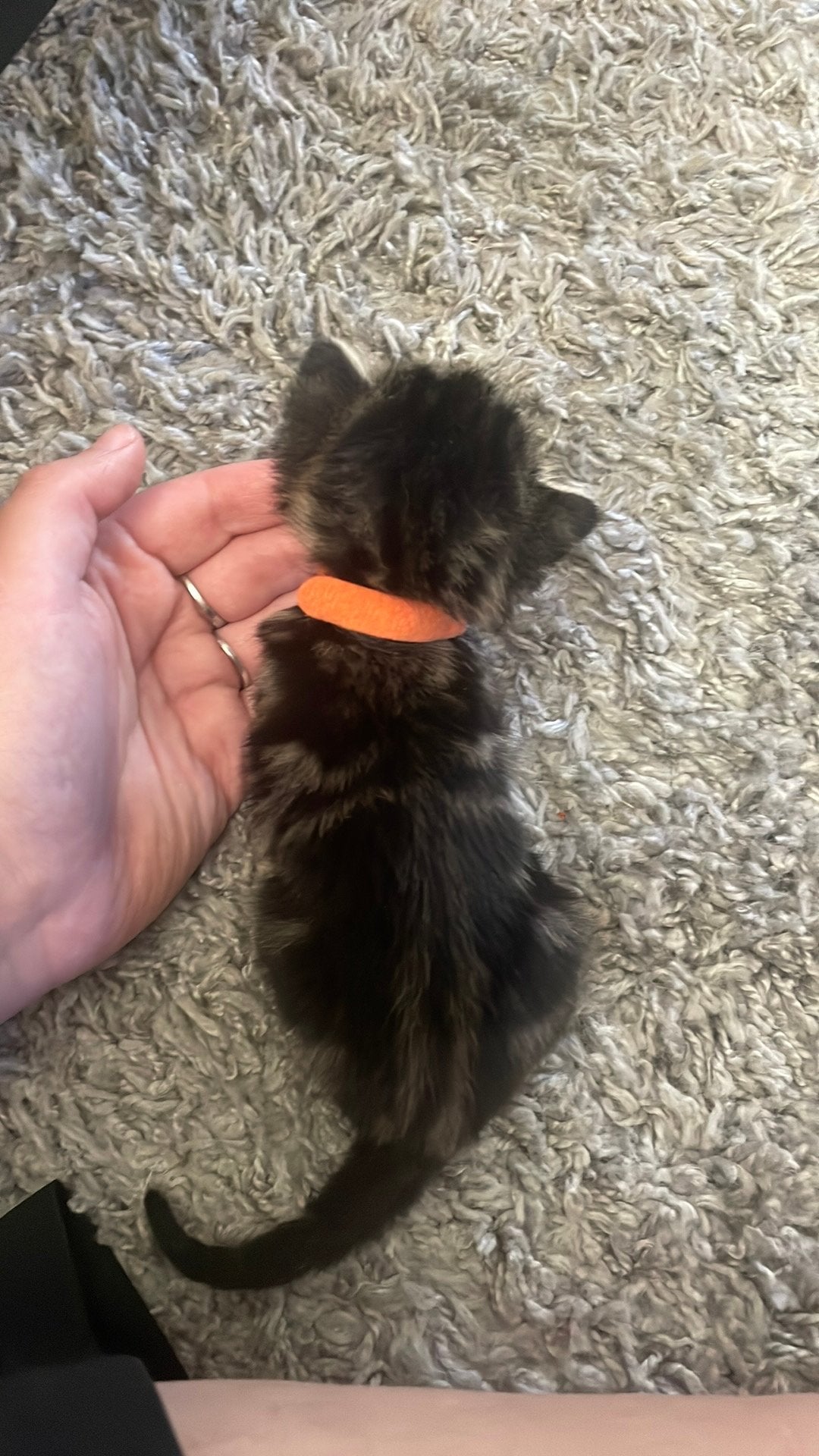 3 mooie vrouwtjes kittens, Poes