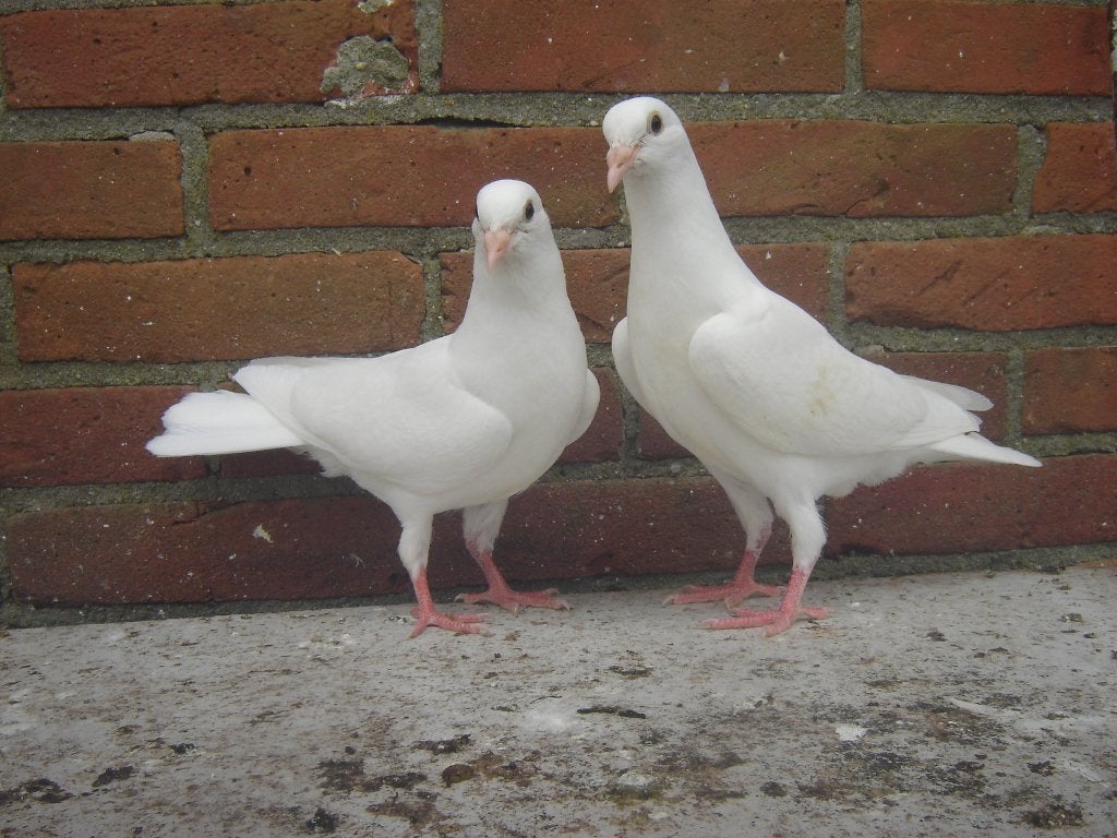 Witte .. Sierduifjes *, Dieren en Toebehoren, Vogels | Duiven, Meerdere dieren, Overige soorten