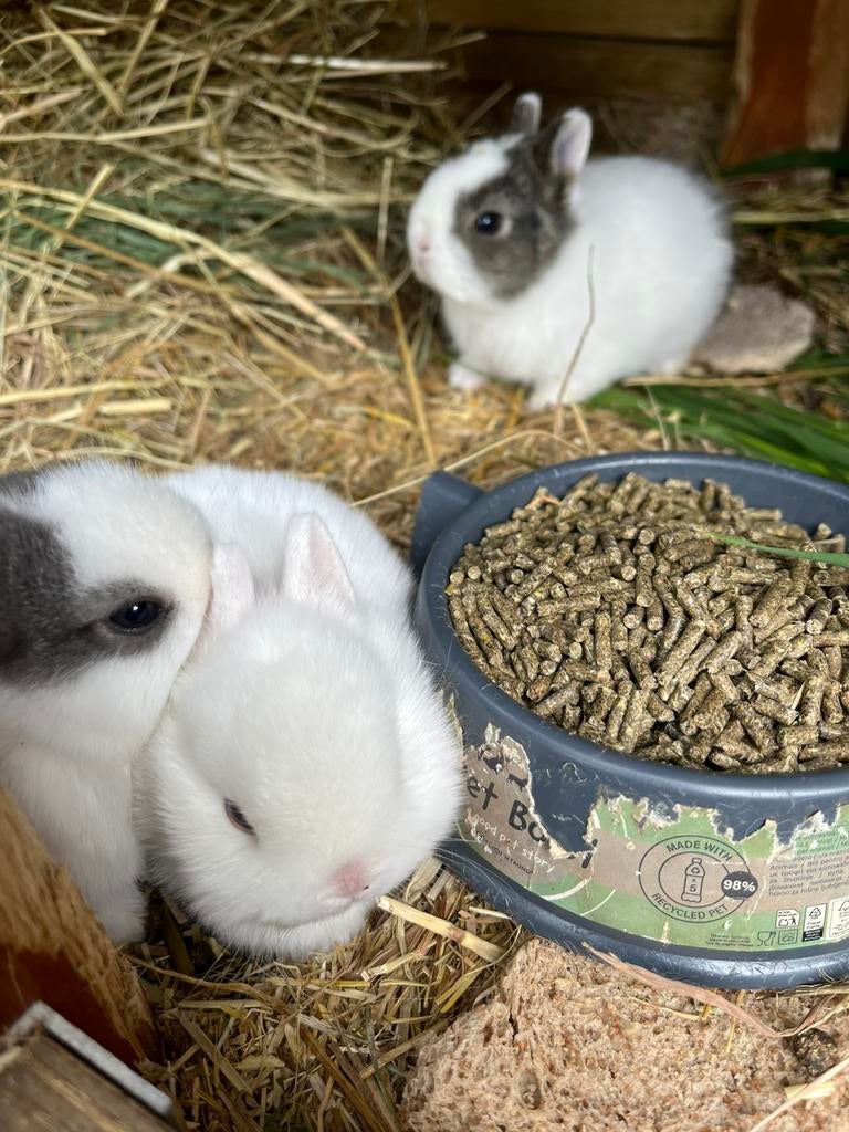 Raszuivere kleine bonte  kleurdwerg konijntjes, Dieren en Toebehoren, Konijnen, Mannelijk, Dwerg