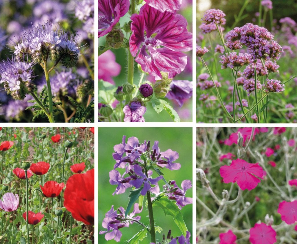 Biologisch Bijen & Vlinder Bloemen zaden mix (25000 zaden), Tuin en Terras, Ophalen of Verzenden, Volle zon, Zaad