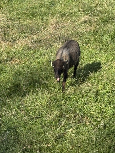 Ouessant schapen, Dieren en Toebehoren, Schapen, Geiten en Varkens, Vrouwelijk, Schaap