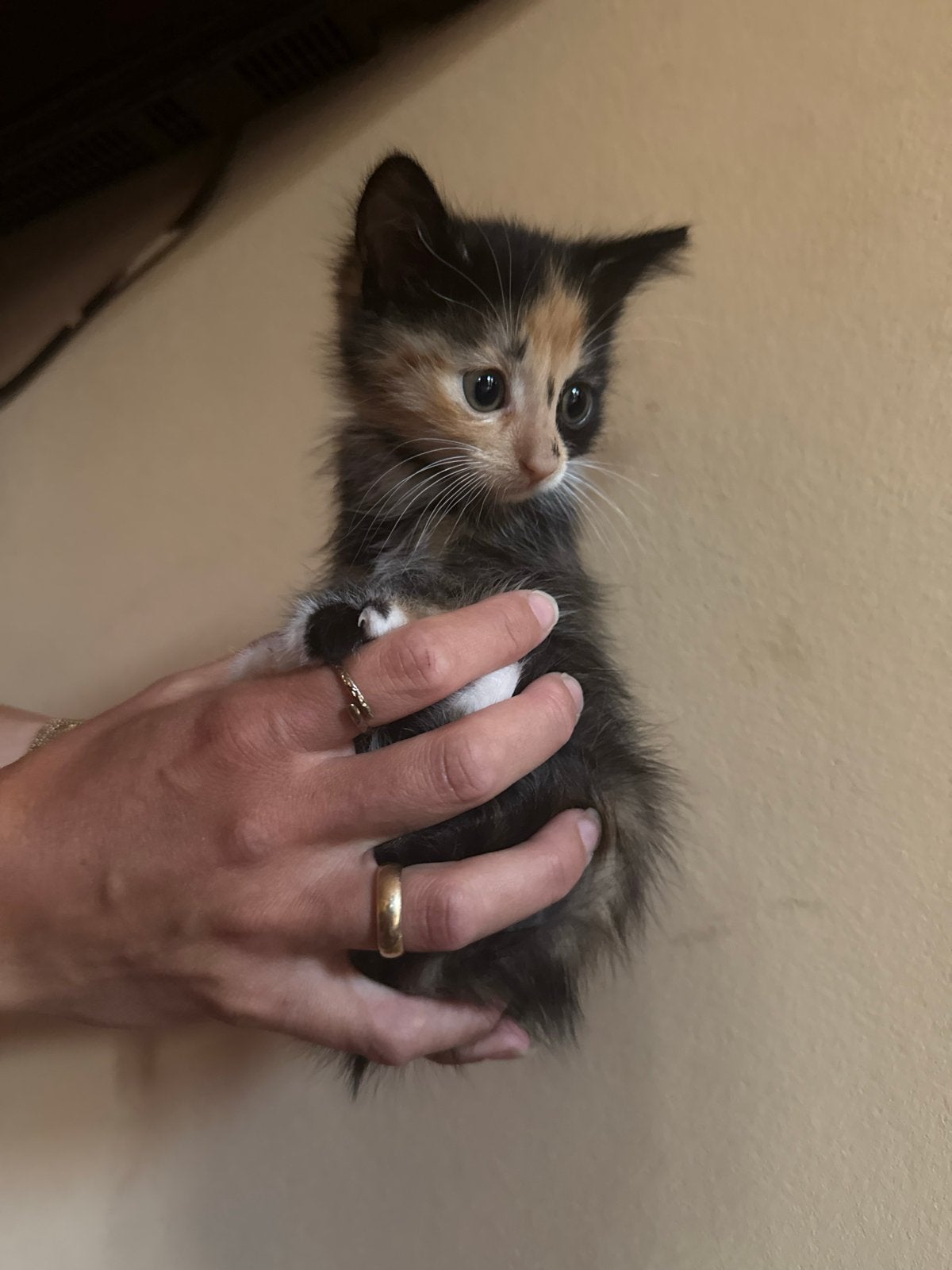 Kittens zwart / oranje mogen verhuizen, Poes, Kortharig, 0 tot 2 jaar