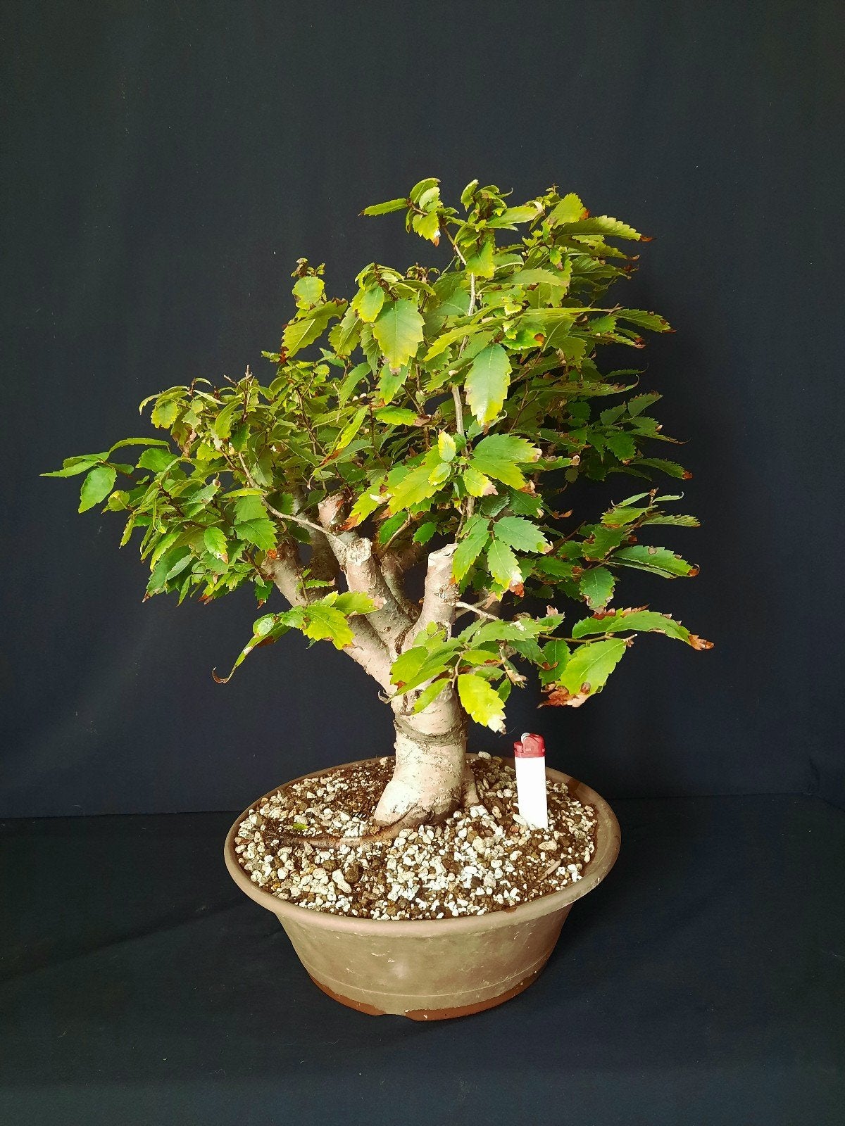Bonsai zelkova carpinifolia, Ophalen of Verzenden