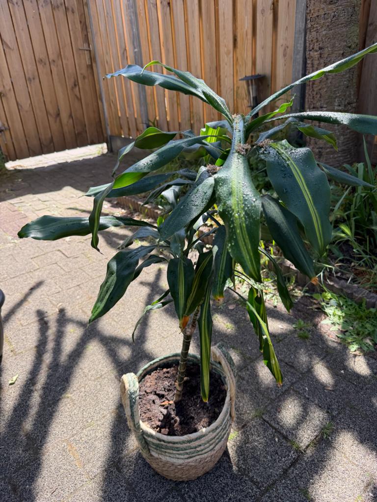 Grote kamerplanten te koop – Monstera & Dracaena, Ophalen, 100 tot 150 cm, Overige soorten, Halfschaduw
