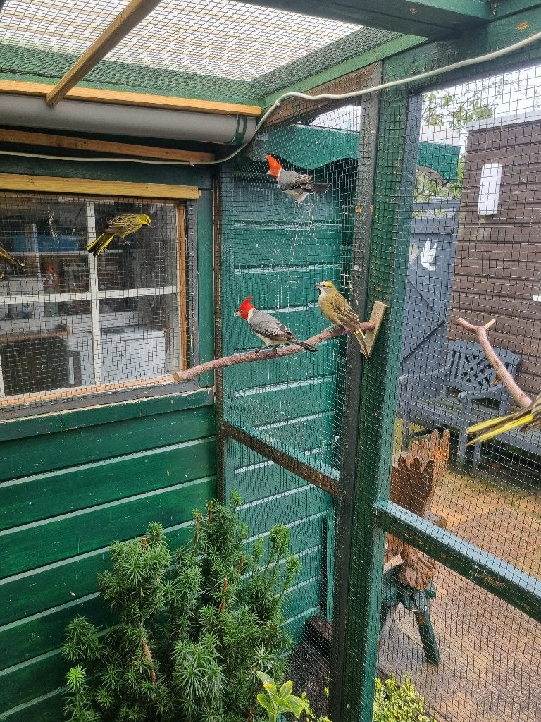 Groene  kardinalen 2026, Dieren en Toebehoren, Meerdere dieren