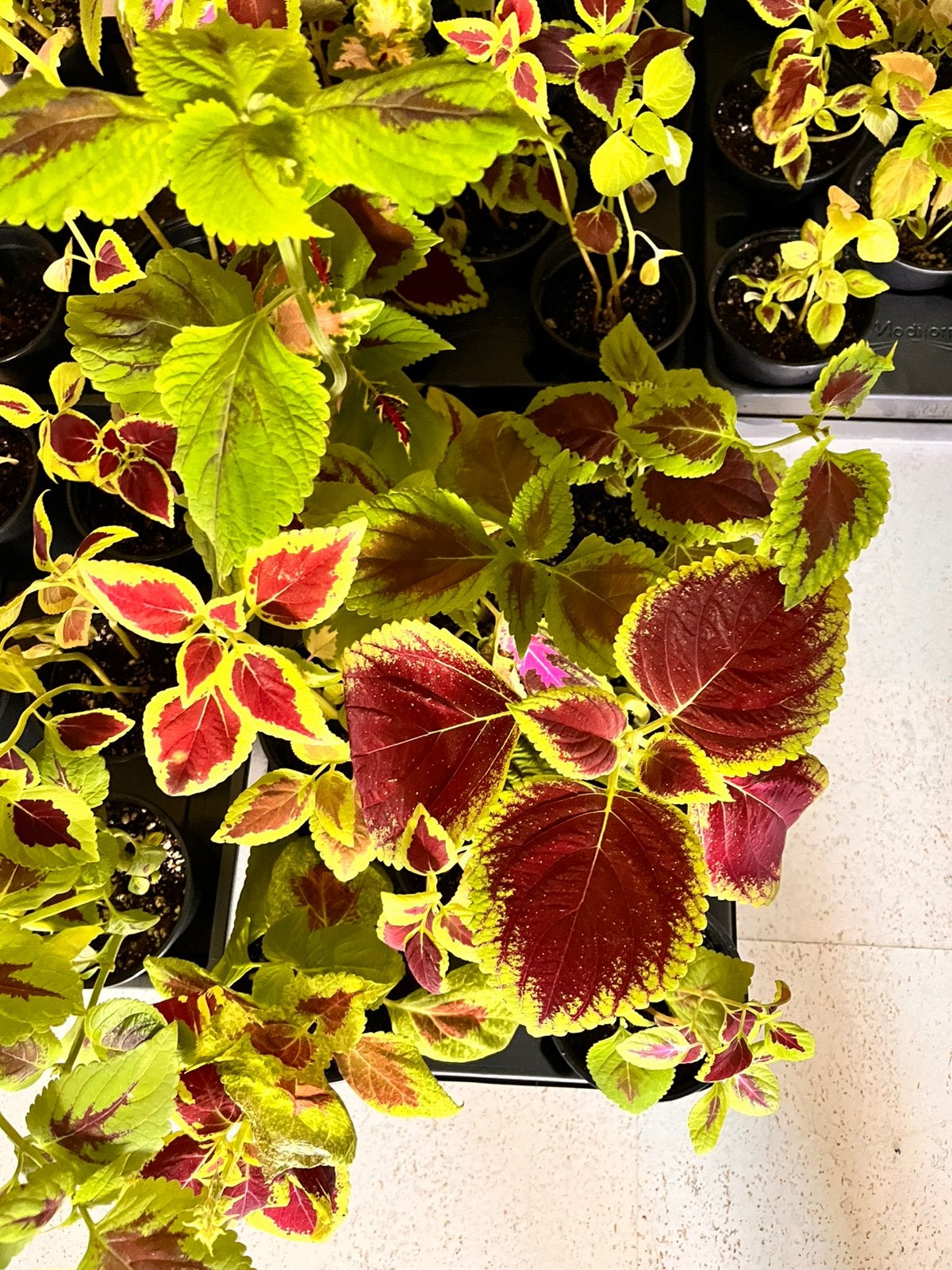 Coleus plantjes 8 voor 10 euro, Ophalen, Halfschaduw, Minder dan 100 cm
