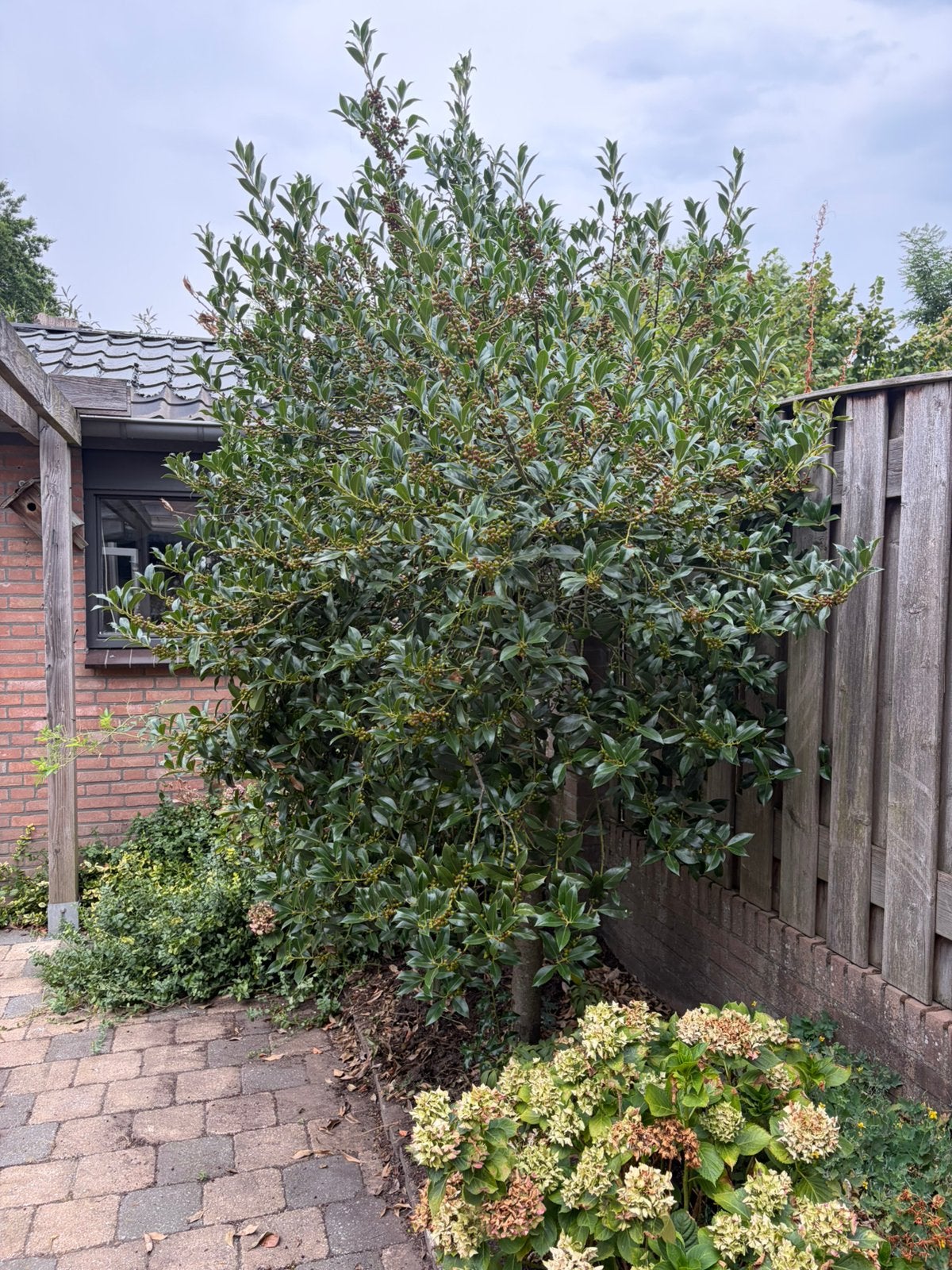 Grote volwassen hulst met veel bessen – Ilex, Ophalen, Halfschaduw, Overige soorten