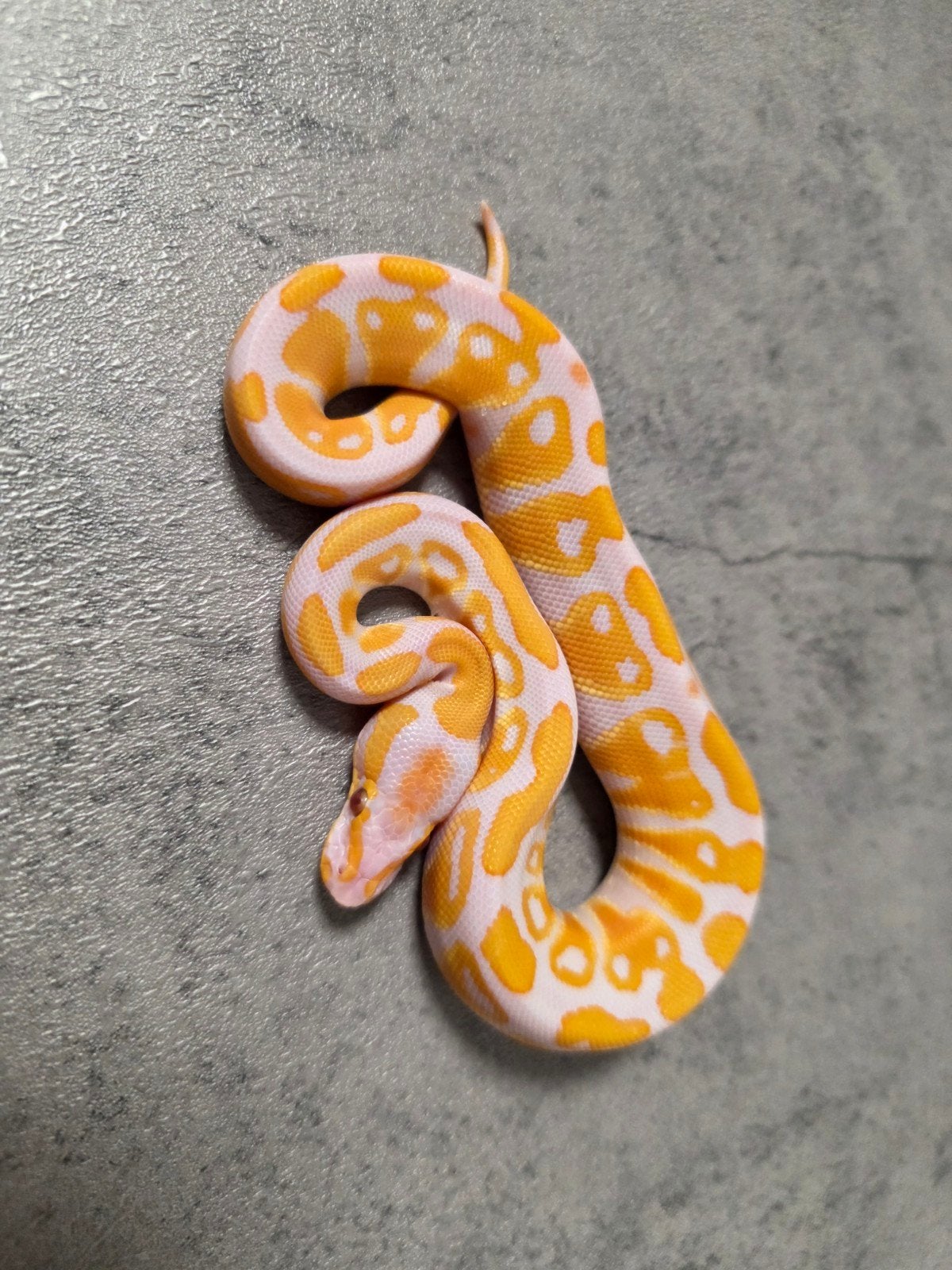Lavender Albino 50%Clown python regius/koningspython, Dieren en Toebehoren, Slang, 0 tot 2 jaar