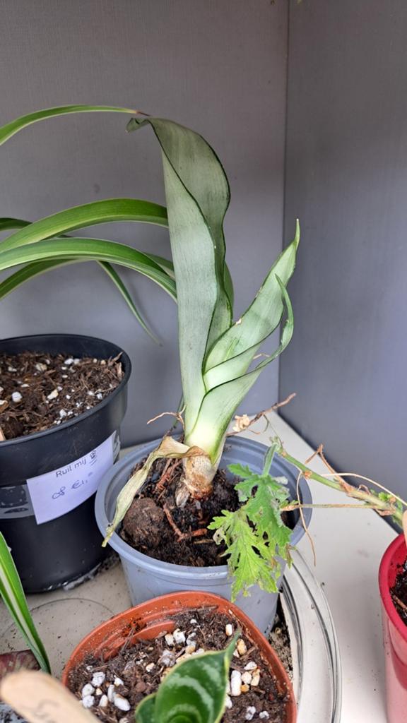 Sansevieria, Huis en Inrichting, Kamerplanten, Ophalen, Halfschaduw, Minder dan 100 cm