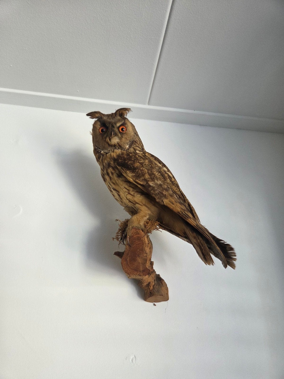 Opgezette ransuil uil taxidermie taxydermie, Ophalen, Zo goed als nieuw, Vogel, Opgezet dier