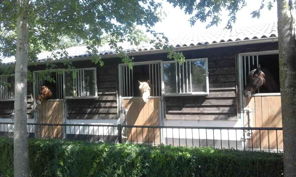Kleine Pension stal heeft plek, Dieren en Toebehoren, Stalling, 2 of 3 paarden of pony's