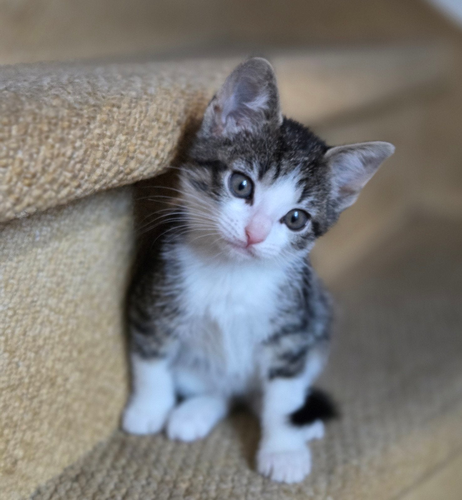 Kittens, Dieren en Toebehoren, Kater