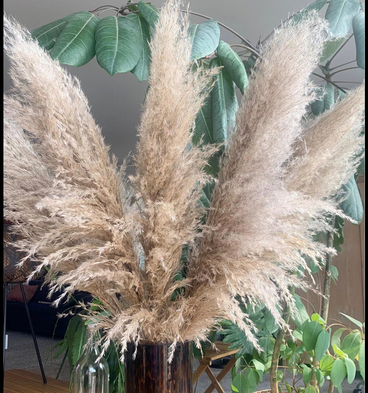 Gezocht! Grote hoeveelheid pampas pluimen, Ophalen of Verzenden