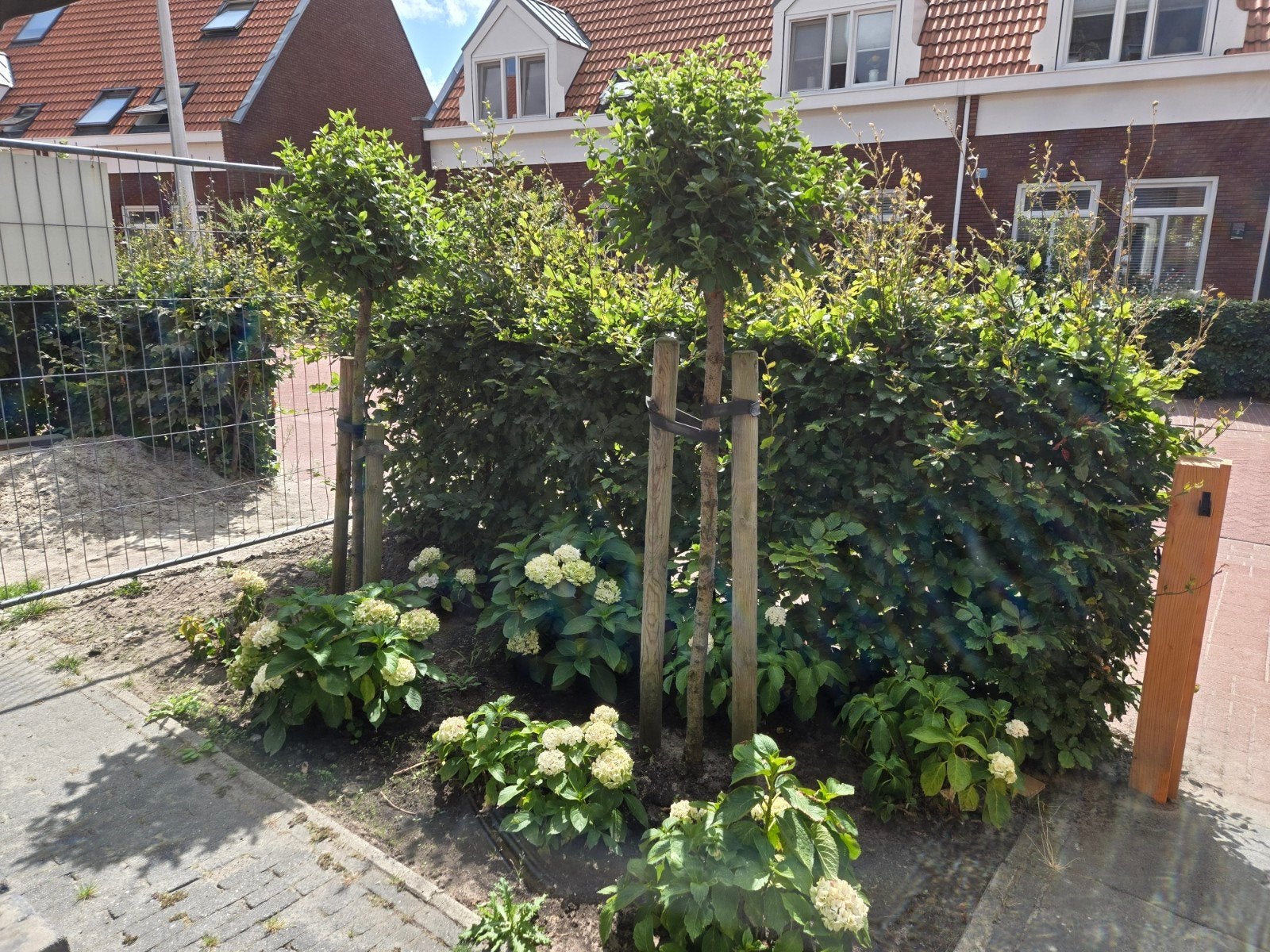 2 mooie bomen Sneeuwbal ‘Eve Price’ – Bolboom op stam, Tuin en Terras, Planten | Bomen, Ophalen, Volle zon, Overige soorten