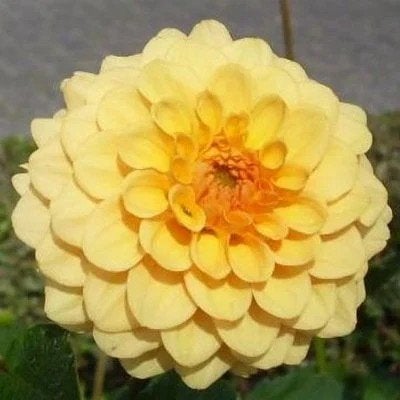 dahlia, Ophalen of Verzenden, Voorjaar, Volle zon, Knol