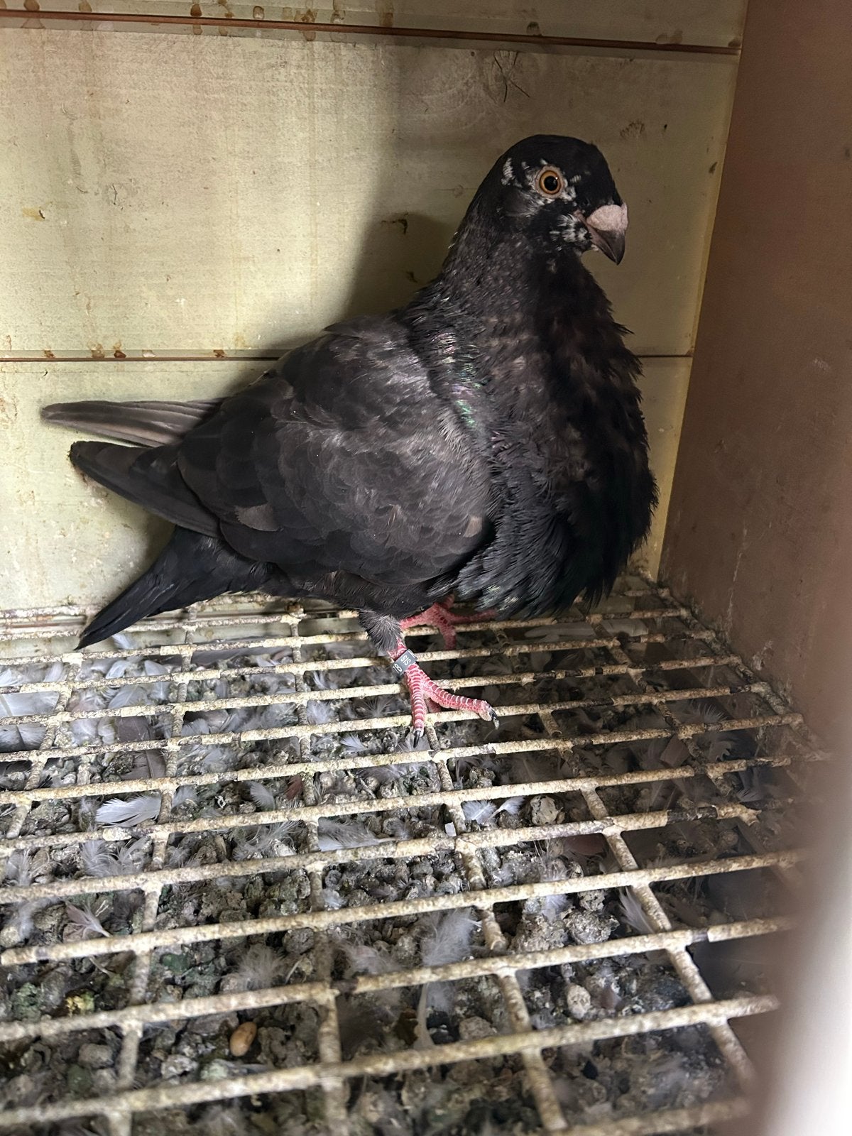 Valenciano doffer, Dieren en Toebehoren, Vogels | Duiven, Mannelijk, Kropper