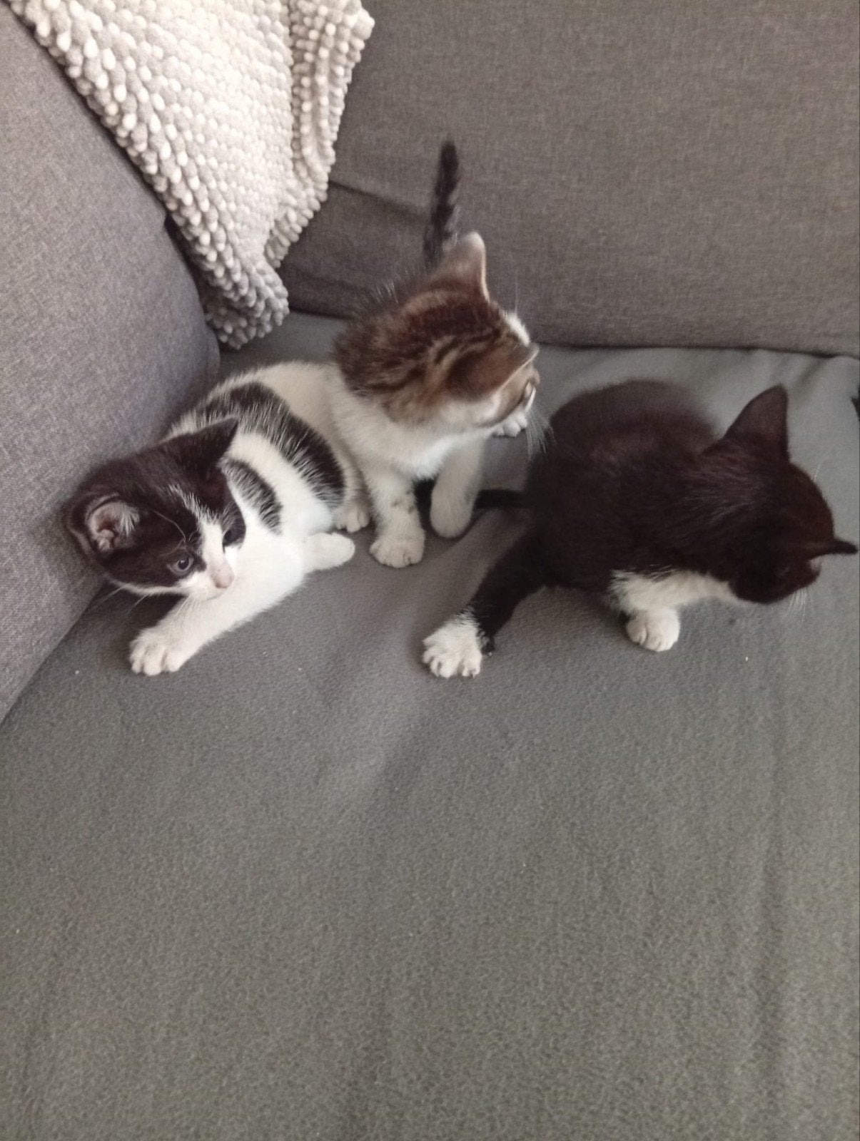 Kittens te koop, Meerdere dieren