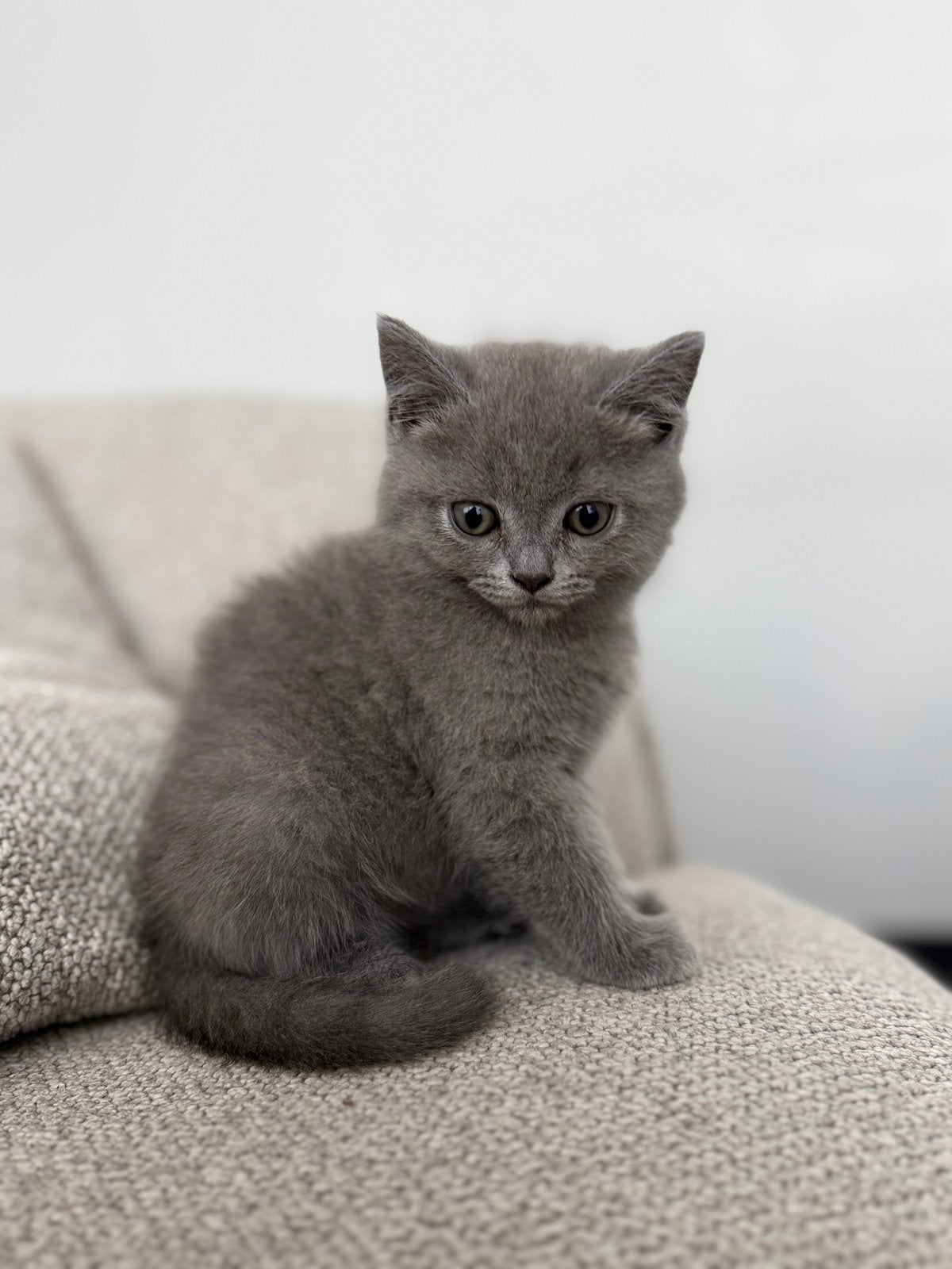 Britse korthaar Poesje, Poes, Gechipt, 0 tot 2 jaar