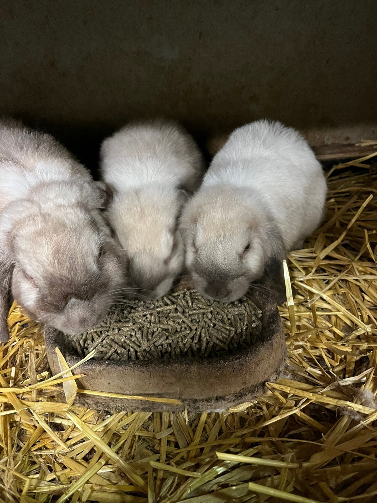 Te koop  Hangoor Dwerg konijntjes, Dieren en Toebehoren, Konijnen, Meerdere dieren, Dwerg, Hangoor