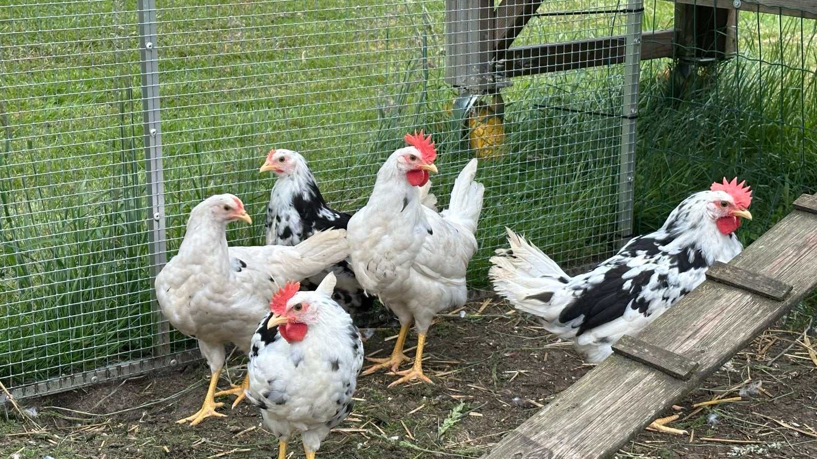 Trio bonte Leghorn kippen. ( 13 weken oud), Dieren en Toebehoren, Pluimvee, Meerdere dieren, Kip