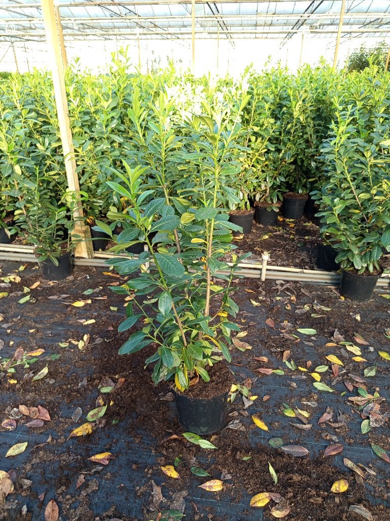 laurier in pot, Tuin en Terras, Ophalen of Verzenden, Laurier, 100 tot 250 cm