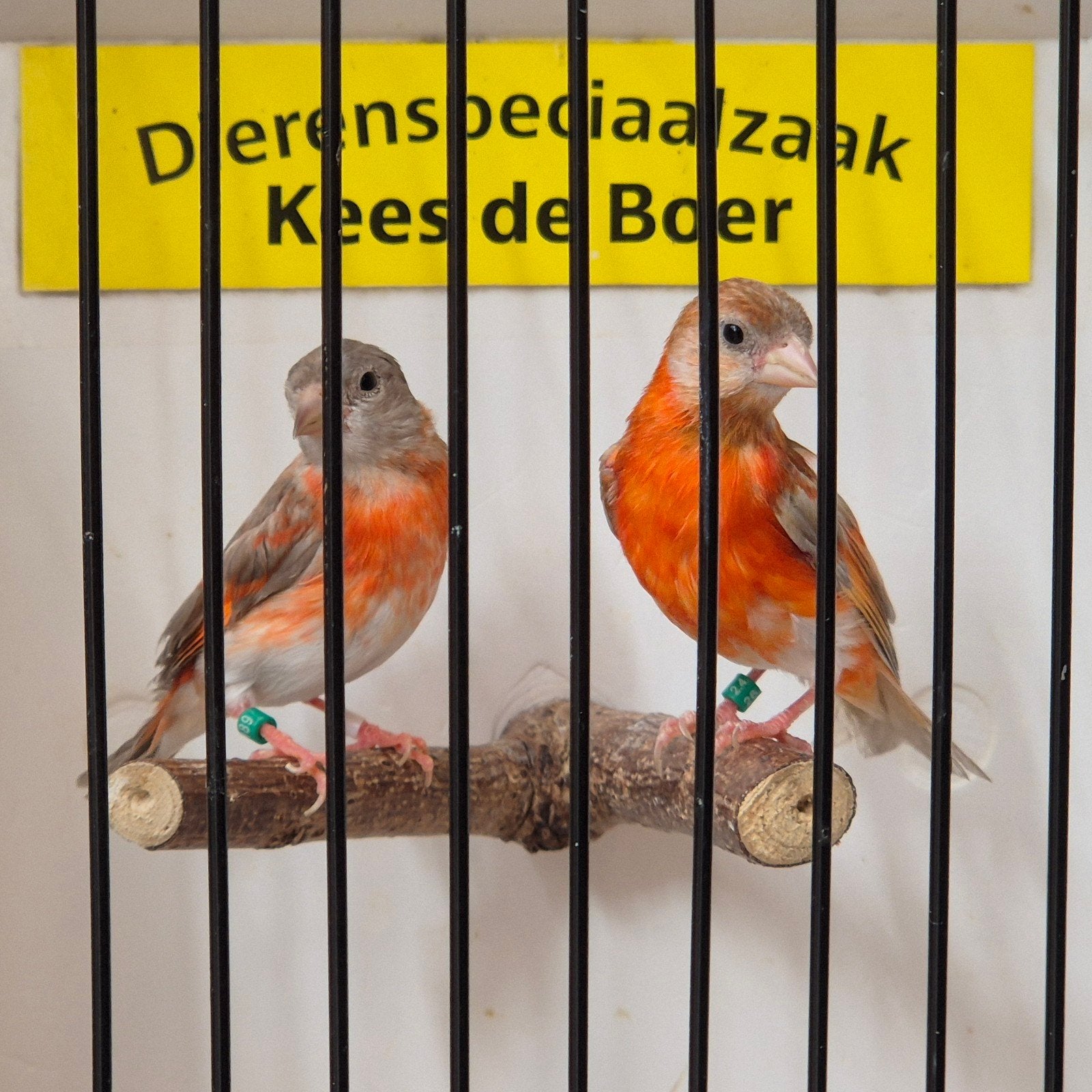 koppel pastel kapoetsensijzen