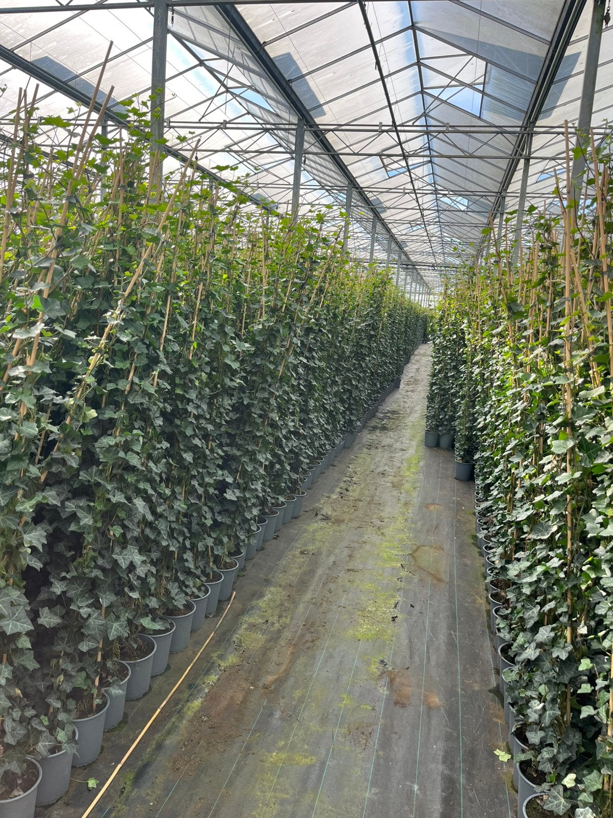 Hedera Hibernica - Klimop - Haagplant -  A kwaliteit !, Ophalen, Vaste plant, Bloeit niet, Halfschaduw