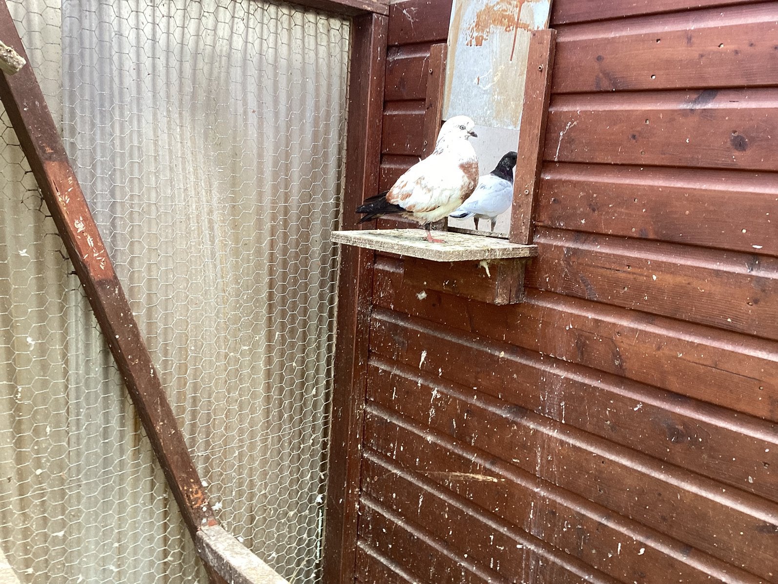 Koppel Tippelaars jonge  ,en Boedapester Duiven, Dieren en Toebehoren, Vogels | Duiven, Vrouwelijk, Tuimelaar of Roller