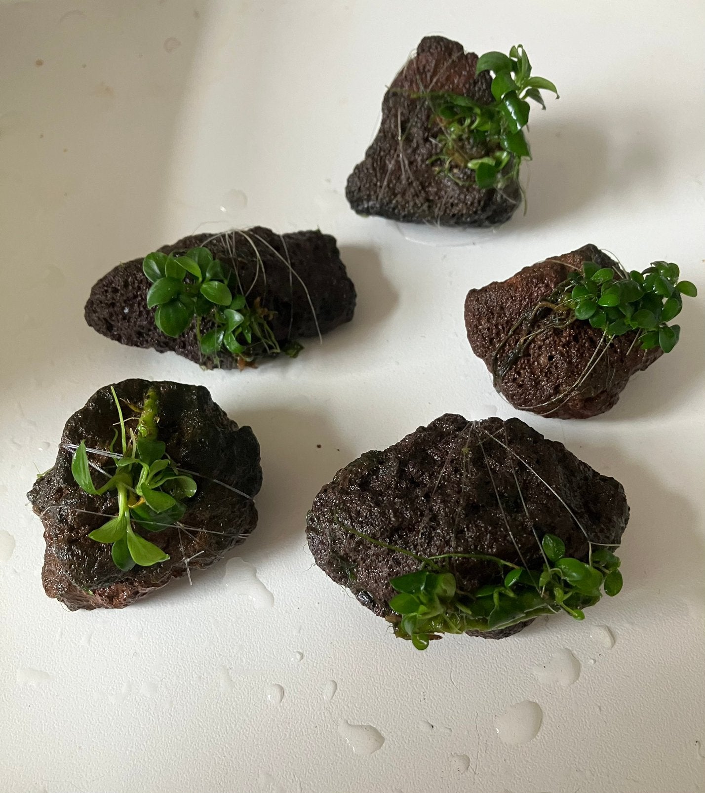 5 lavasteentjes met anubias nana stekken aquarium, Amfibie, 0 tot 2 jaar