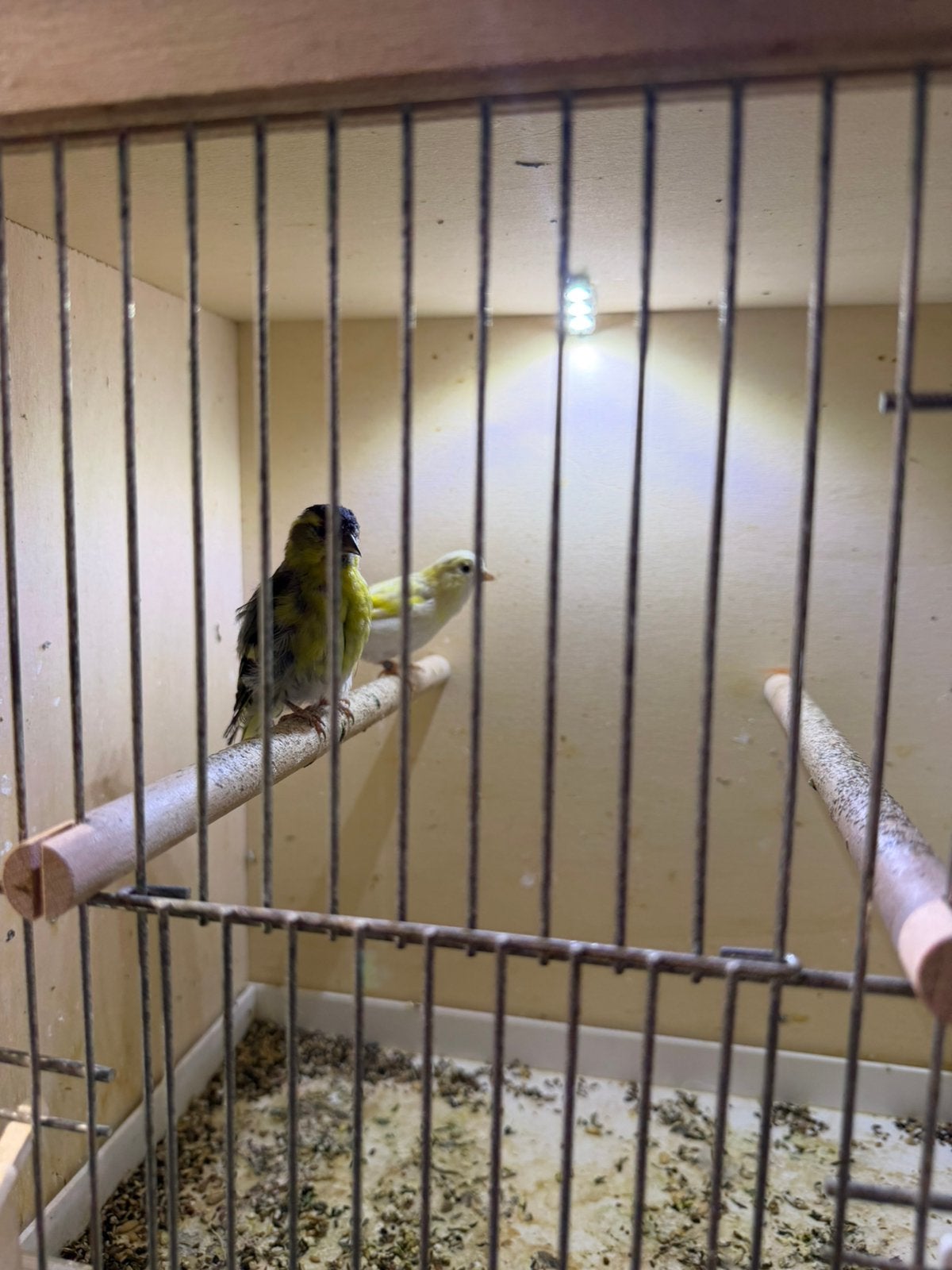 Europese Sijs –Koppel, Meerdere dieren, Wildzangvogel