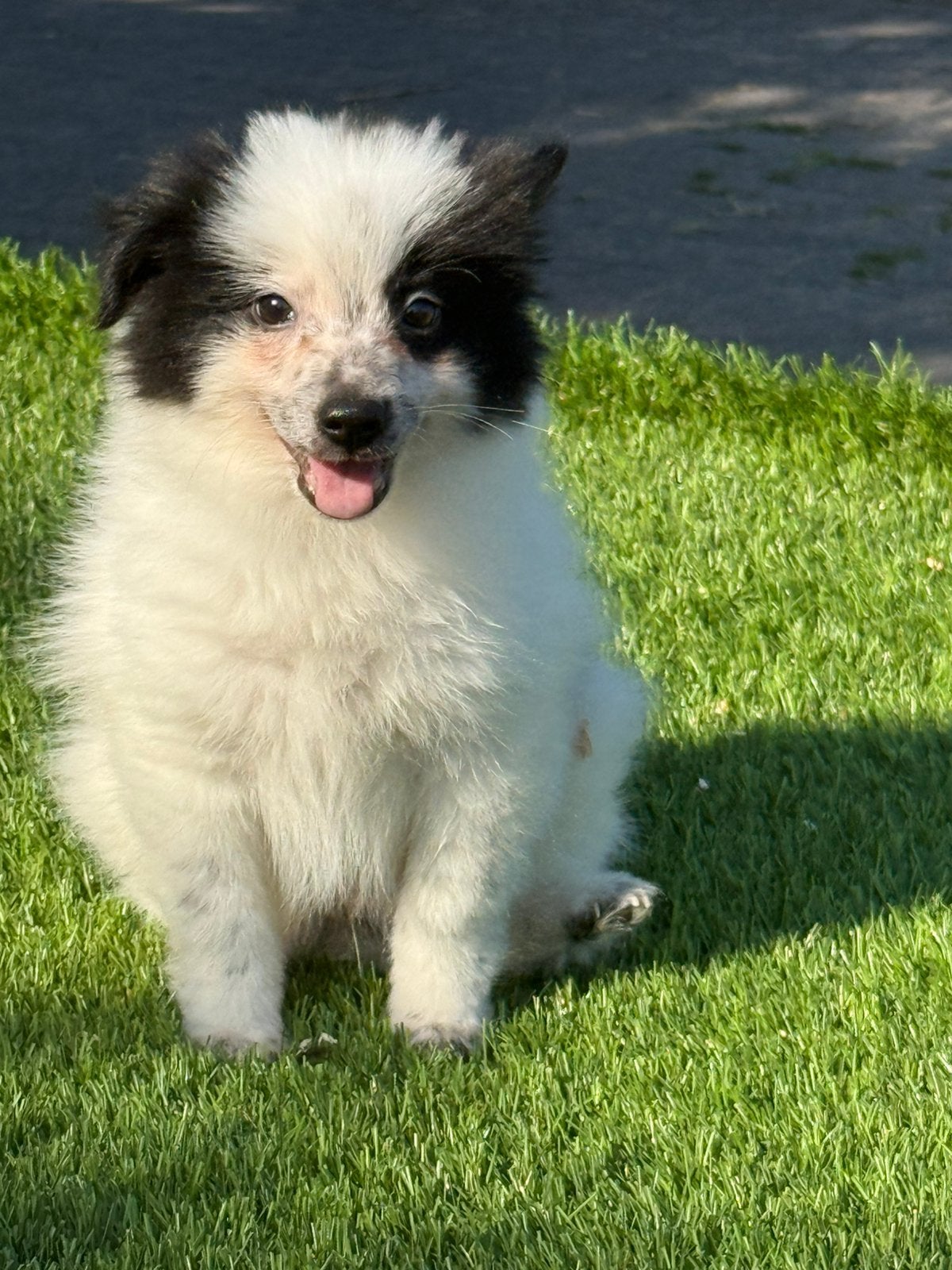 Hele mooie dwerg kees keeshond pups, Dieren en Toebehoren, Parvo, Nederland, Overige rassen, 8 tot 15 weken