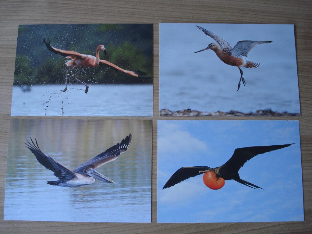 Set Postkaarten Vogels, Verzamelen, Ophalen of Verzenden, 1980 tot heden, Ongelopen, Waddeneilanden