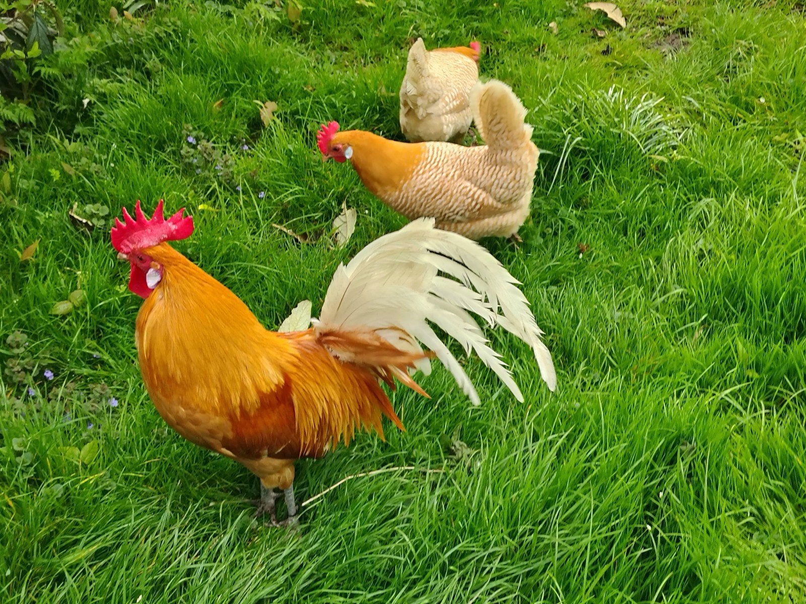 Broedeieren van de Friese Geelwitpel soort, Dieren en Toebehoren, Pluimvee, Geslacht onbekend, Kip
