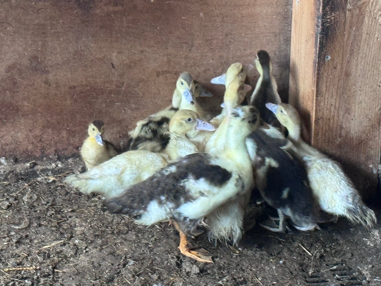 Jonge muskus eenden / kaapse eend, Dieren en Toebehoren, Pluimvee, Geslacht onbekend, Eend