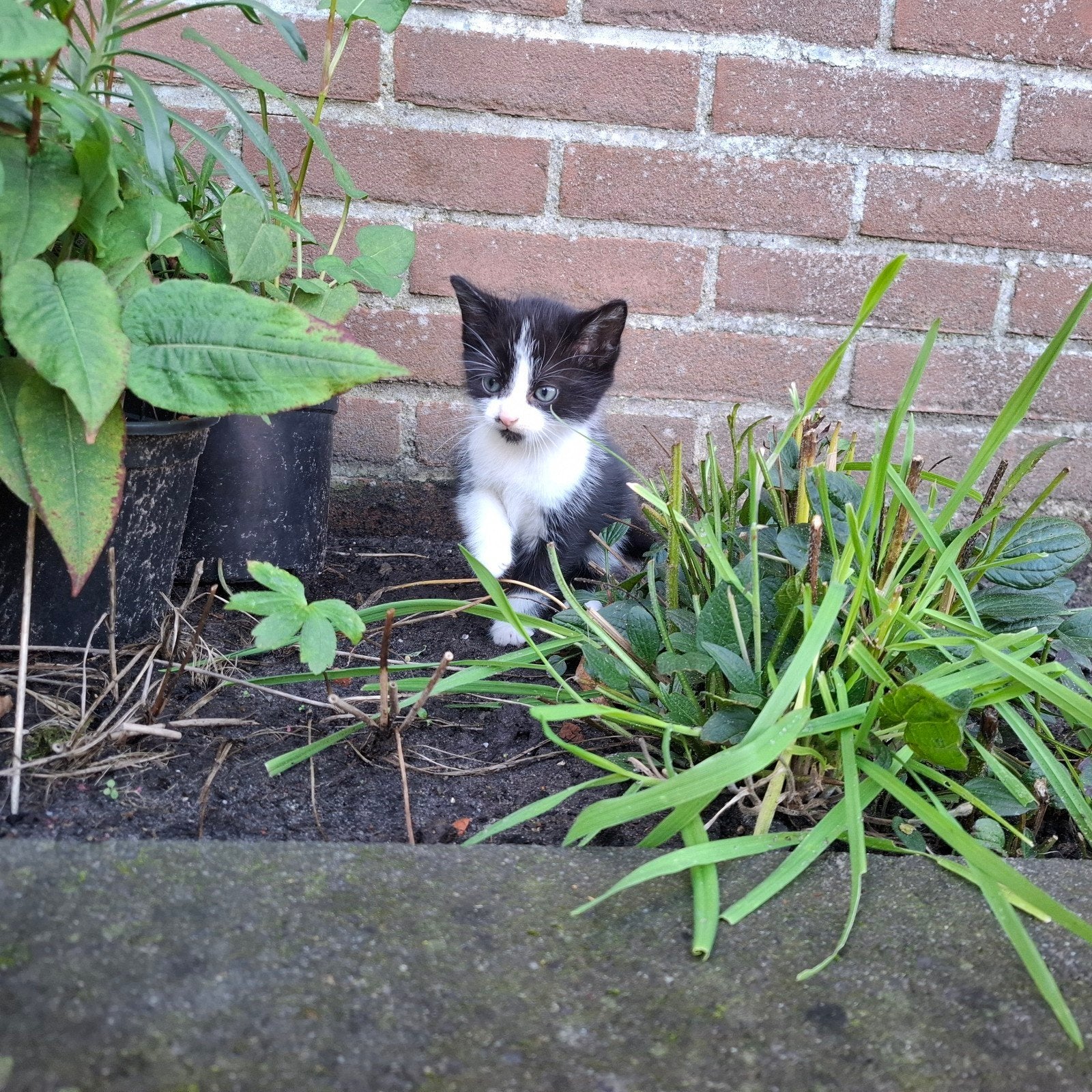 kitten, Meerdere dieren, Kortharig, 0 tot 2 jaar