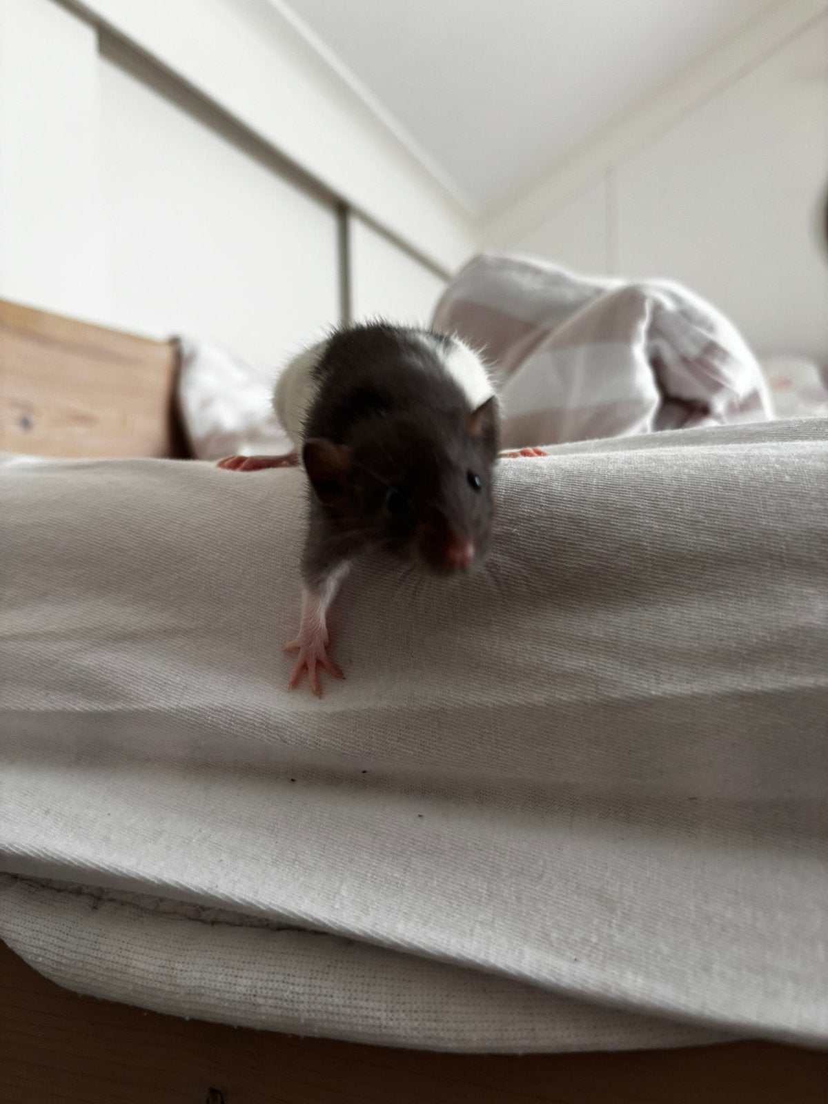 3 Mannetjes Rittens 13-05, Dieren en Toebehoren, Knaagdieren, Rat, Mannelijk, Mei, Tam