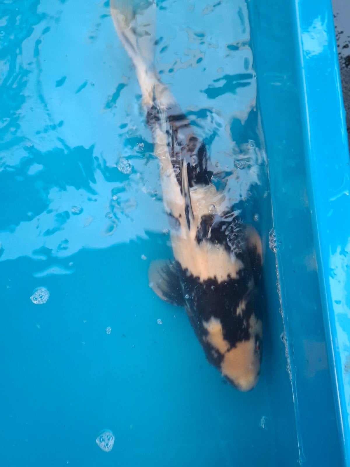 Te koop shiro utsuri, Dieren en Toebehoren, Vissen | Vijvervissen, Karper of Koi