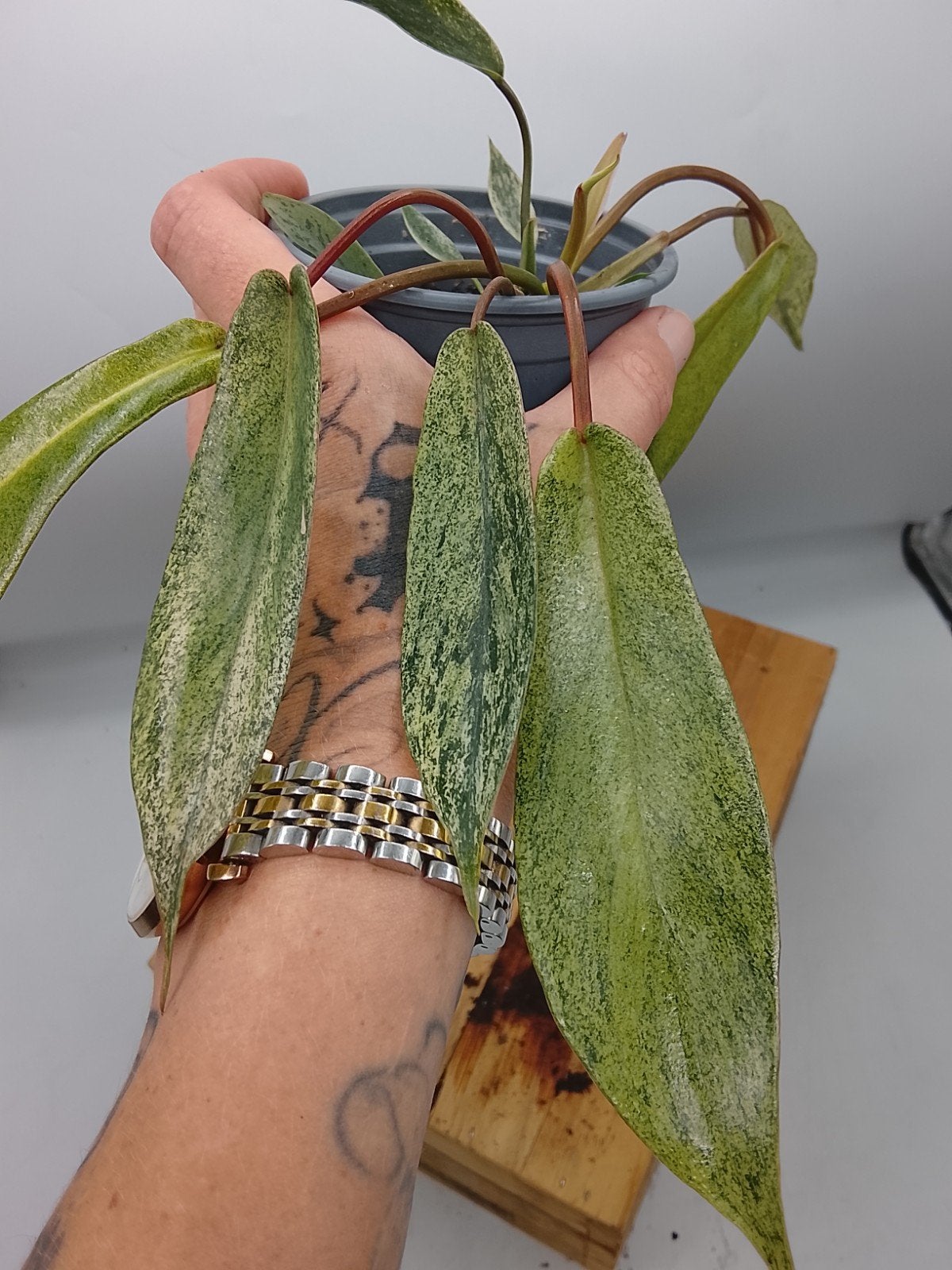 Philodendron Joepii Nebula Grokii Mint Variegata plant, Huis en Inrichting, Kamerplanten, Ophalen of Verzenden, Halfschaduw, Minder dan 100 cm