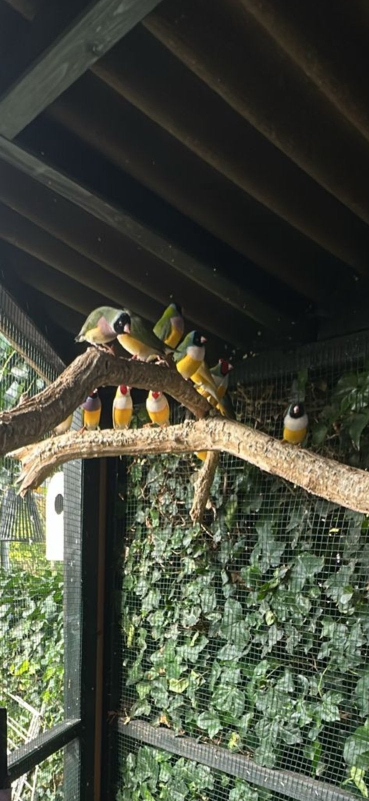 Gould amadines, Dieren en Toebehoren, Meerdere dieren