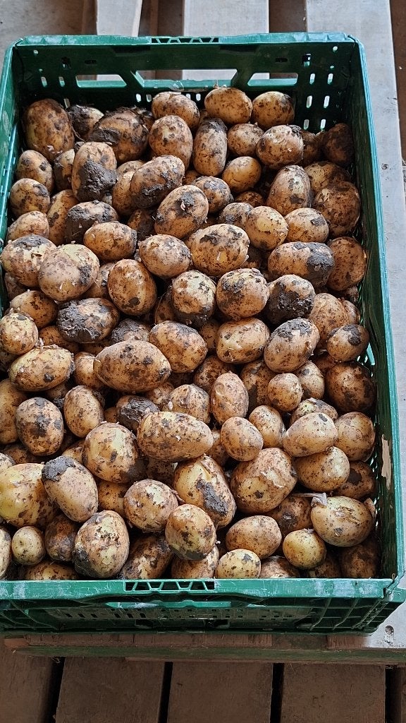 Aardappels Frieslanders, Ophalen
