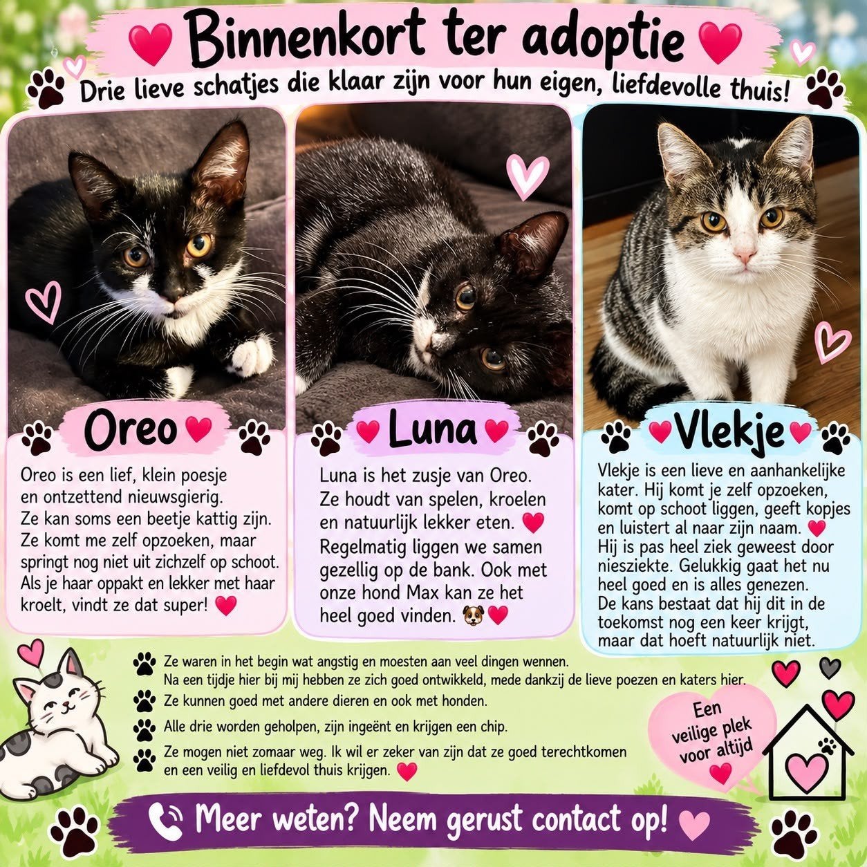 lieve kittens aangeboden, Dieren en Toebehoren, Meerdere dieren, Gechipt