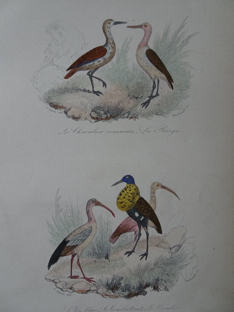 Litho in kleur, vijf vogels, Wulp en Ibis. Thiebault 1841, Origineel, Ophalen of Verzenden, Dieren en Natuur, Lithografie