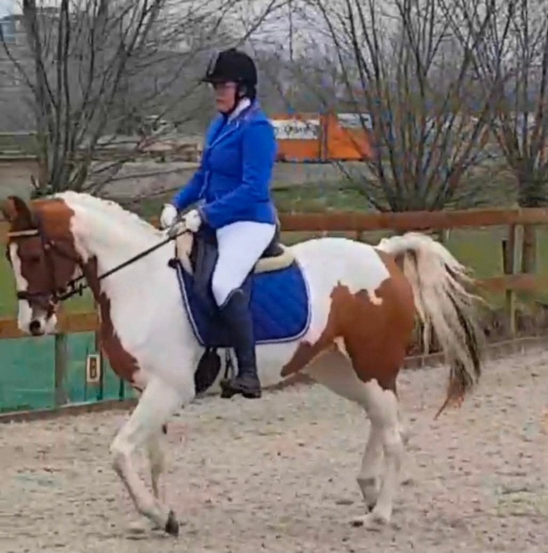 leaser gezocht 18+, Dieren en Toebehoren, Paarden en Pony's | Overige Paardenspullen, Ophalen of Verzenden