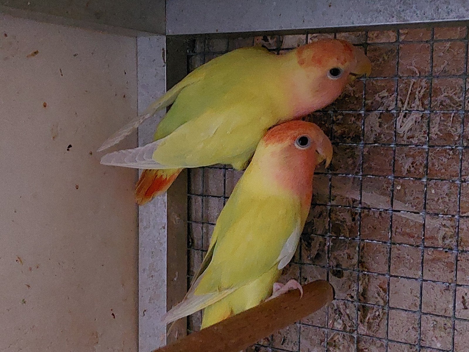 koppel agapornis roseicollis, Meerdere dieren, Dwergpapegaai of Agapornis, Geringd