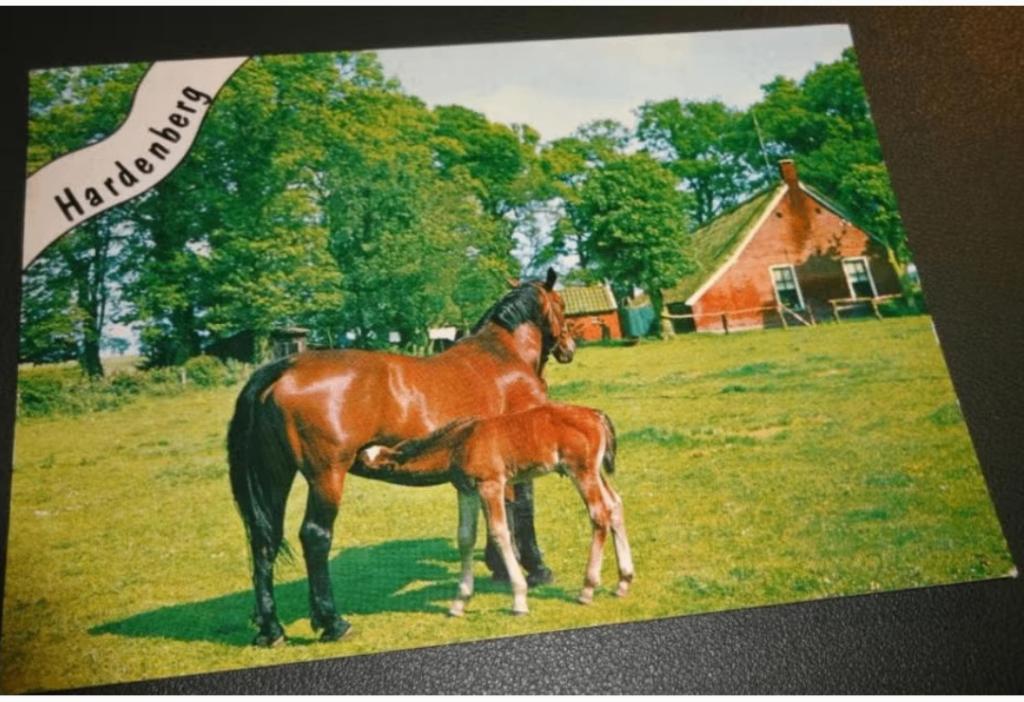 Paard - Met veulen - Hardenberg, Verzenden, 1980 tot heden, Gelopen, Paard