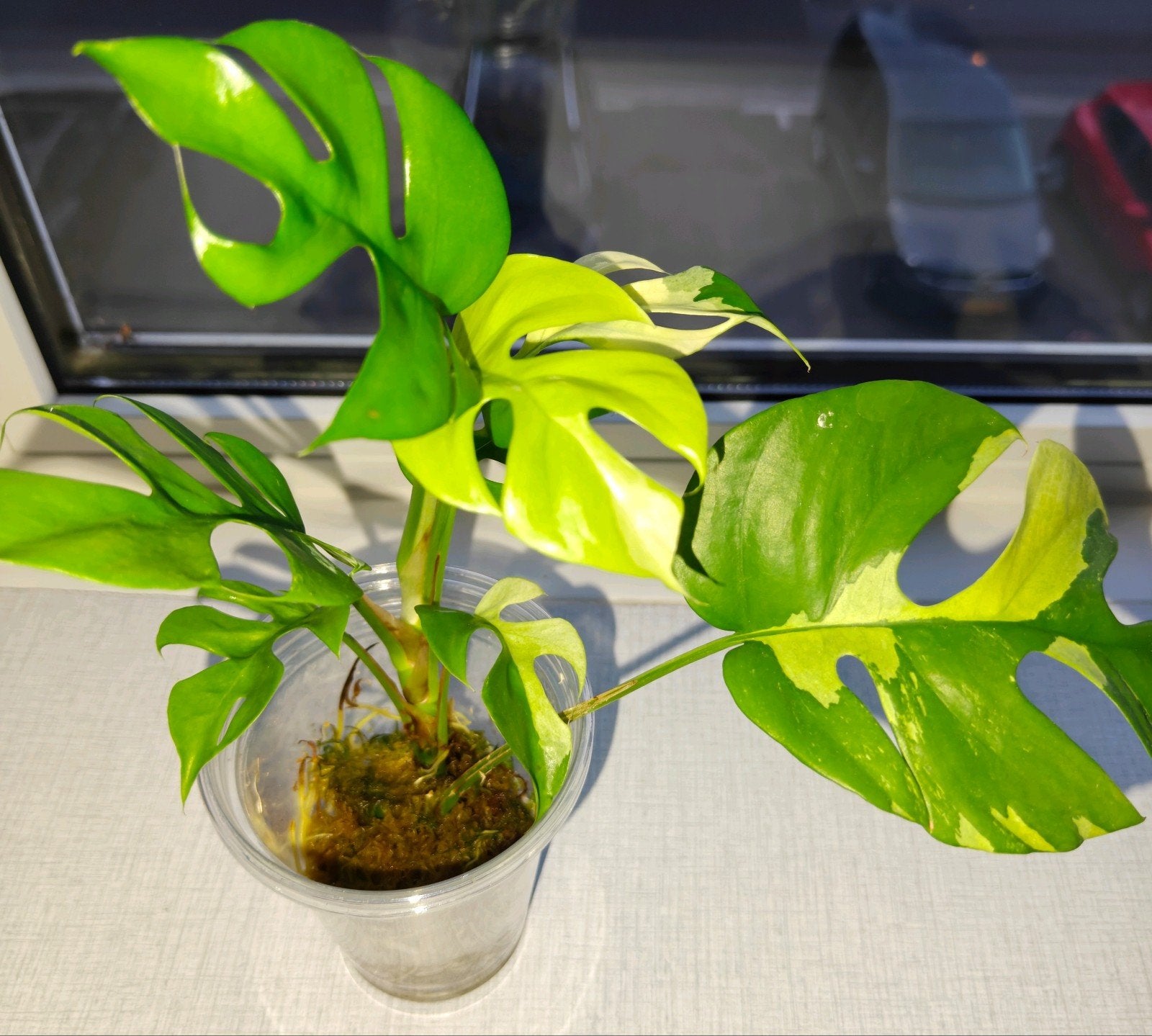 Rhaphidophora tetrasperma variegata - monstera minima, Huis en Inrichting, Overige soorten, Minder dan 100 cm, Groene kamerplant