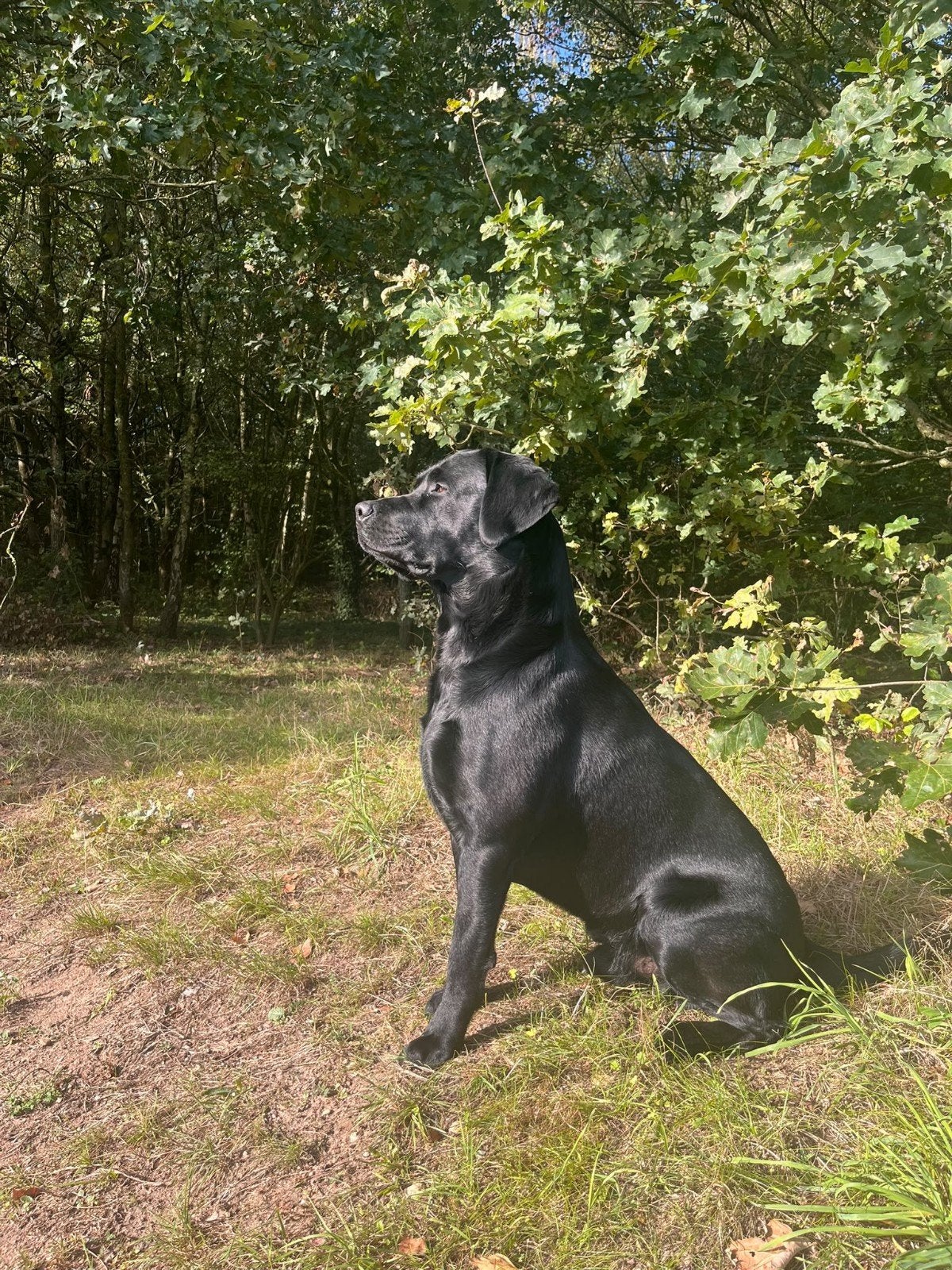 Dekreu Labrador, Dieren en Toebehoren, Reu, 1 tot 2 jaar, Eén hond, Nederland